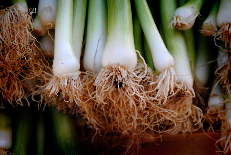 Los puerros son uno de los alimentos ricos en fructosano. Foto: Pixabay